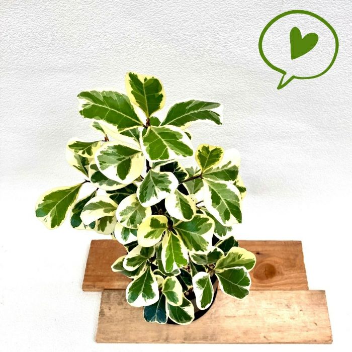 観葉植物現品販売