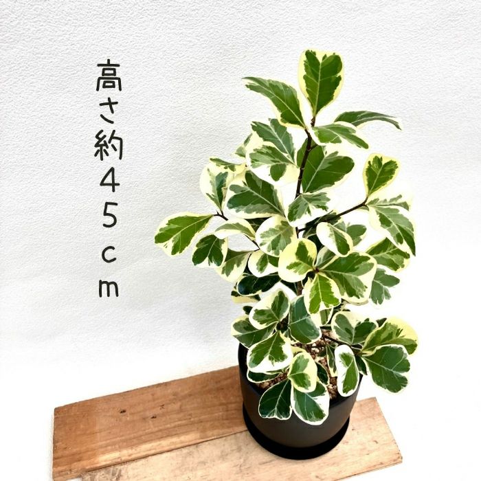 観葉植物現品販売