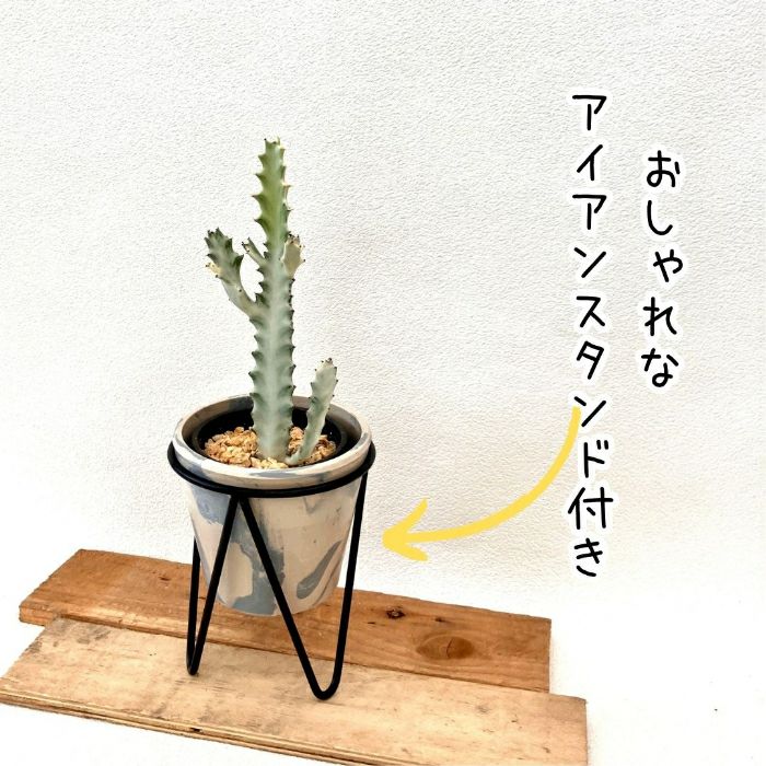 観葉植物現品販売