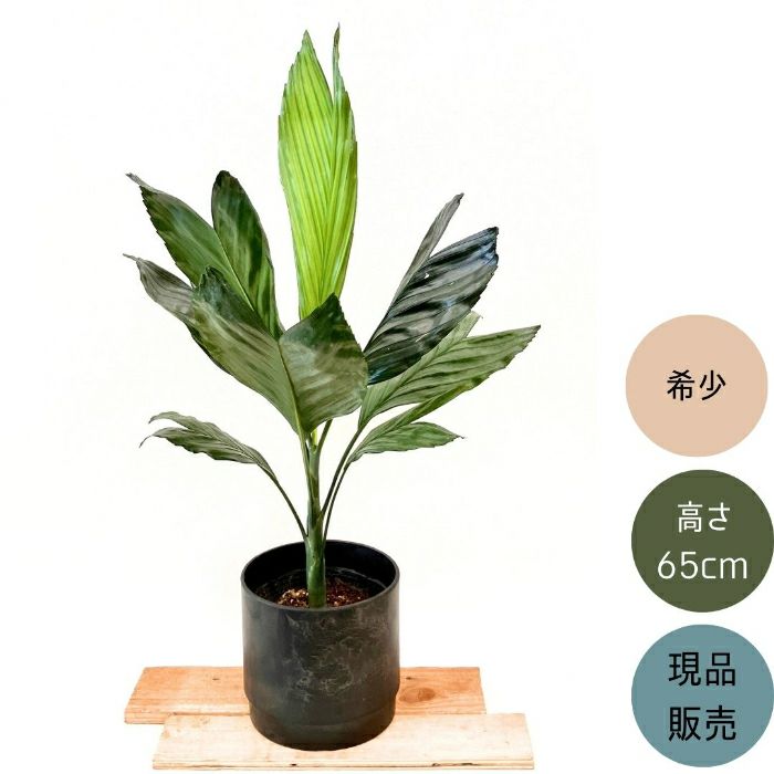 観葉植物現品販売