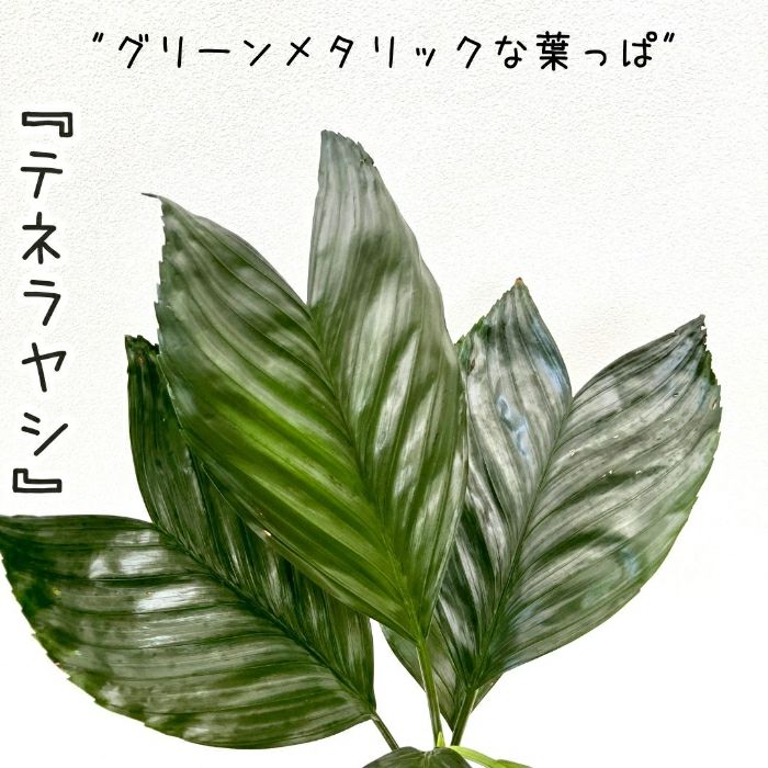 観葉植物現品販売