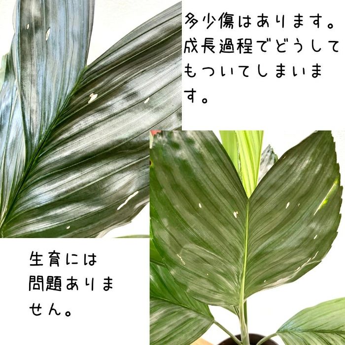 観葉植物現品販売