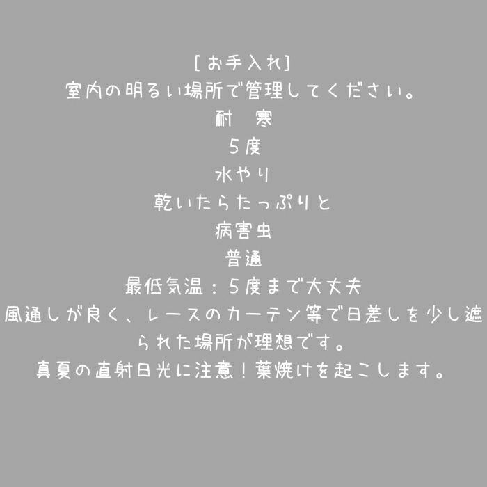 観葉植物現品販売