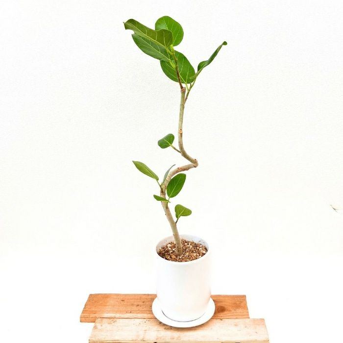 観葉植物現品販売