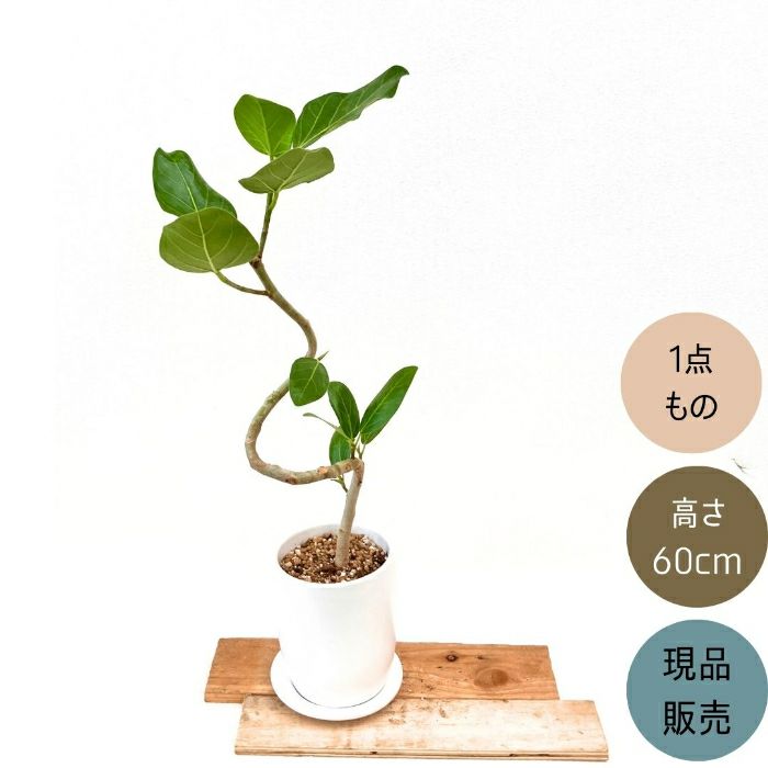 観葉植物現品販売