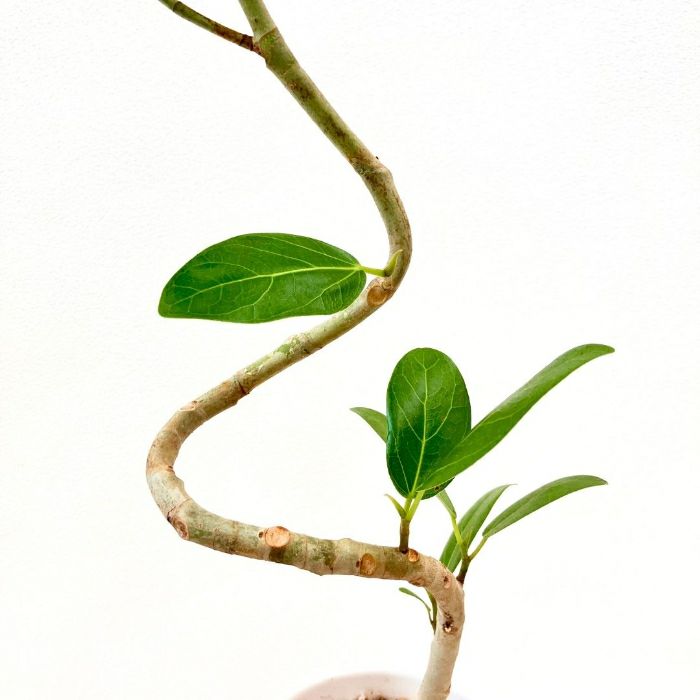 観葉植物現品販売