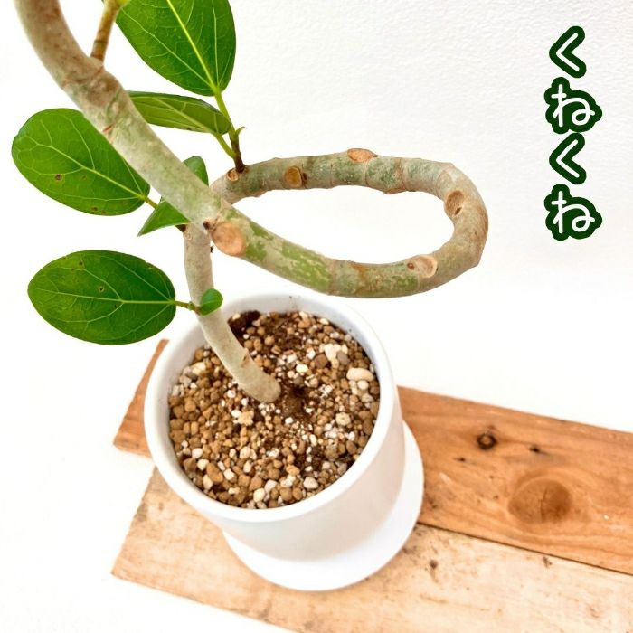 観葉植物現品販売