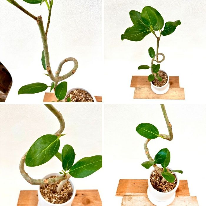 観葉植物現品販売