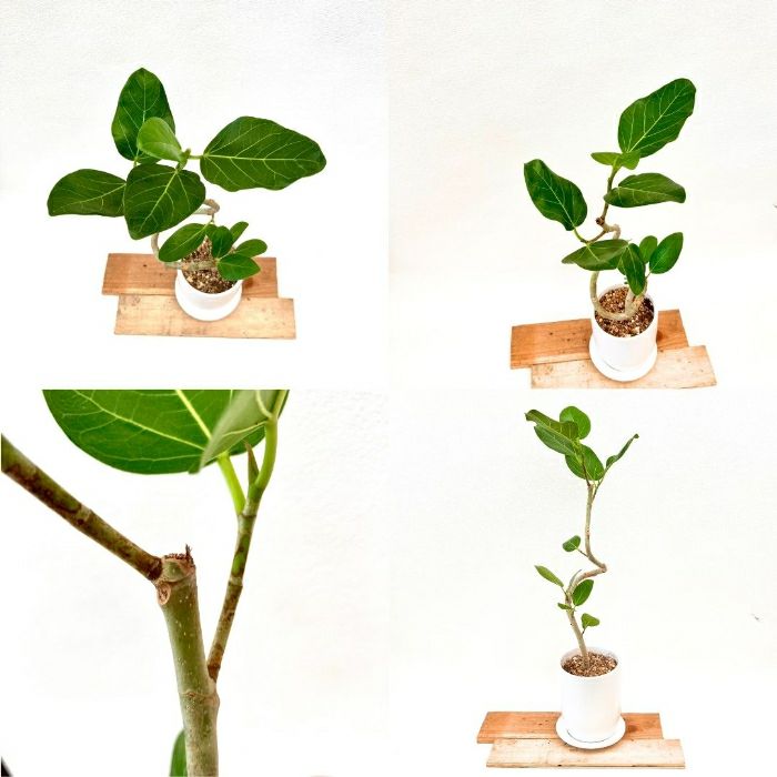 観葉植物現品販売