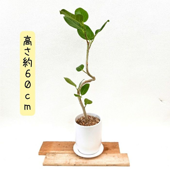 観葉植物現品販売