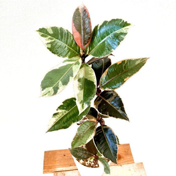 観葉植物現品販売