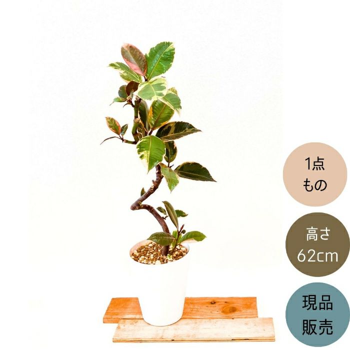 観葉植物現品販売