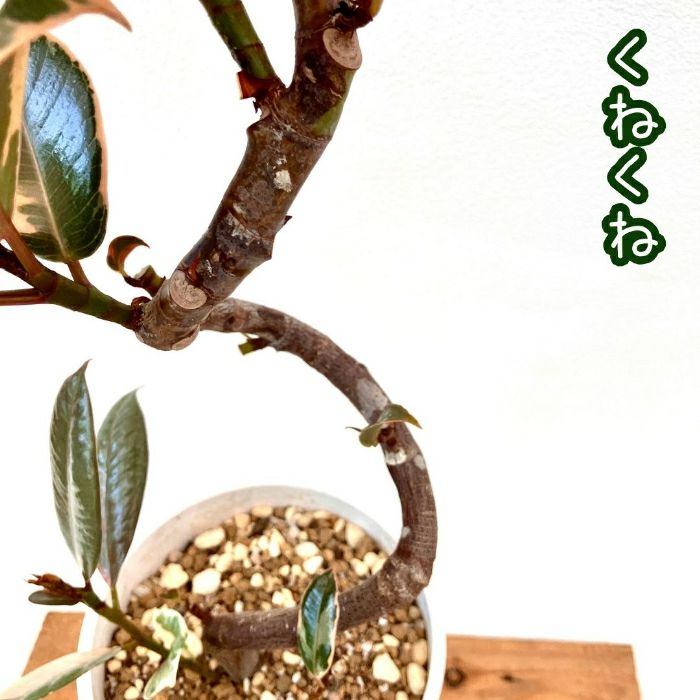 観葉植物現品販売