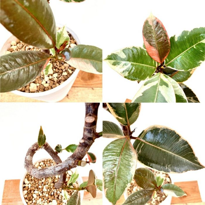 観葉植物現品販売