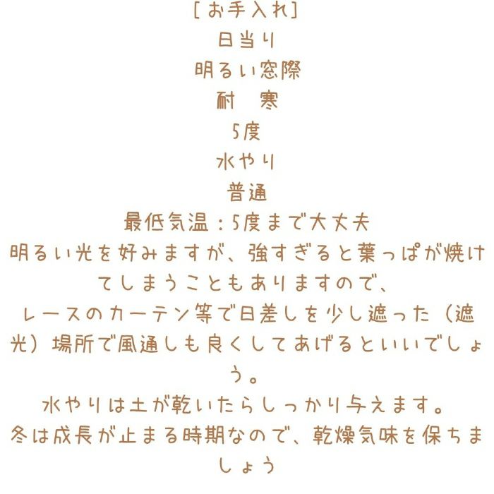 観葉植物現品販売