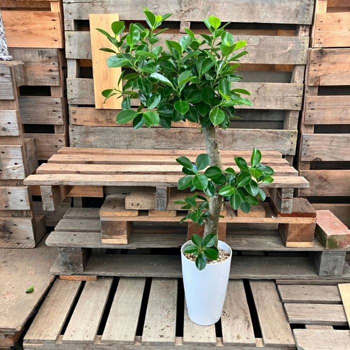 観葉植物現品販売