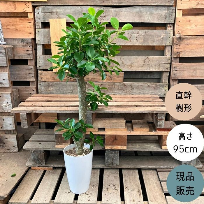 観葉植物現品販売