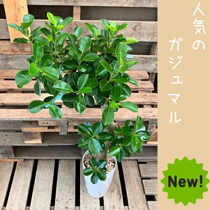 観葉植物現品販売