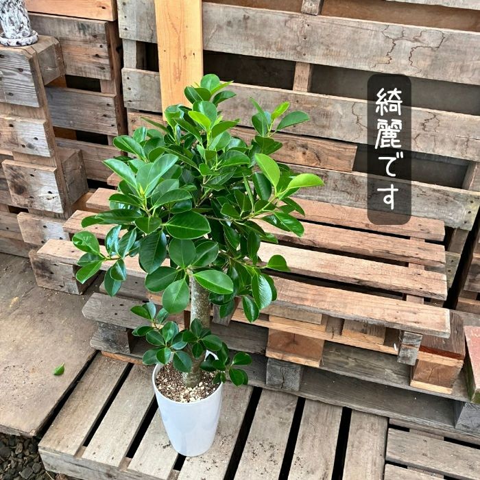 観葉植物現品販売