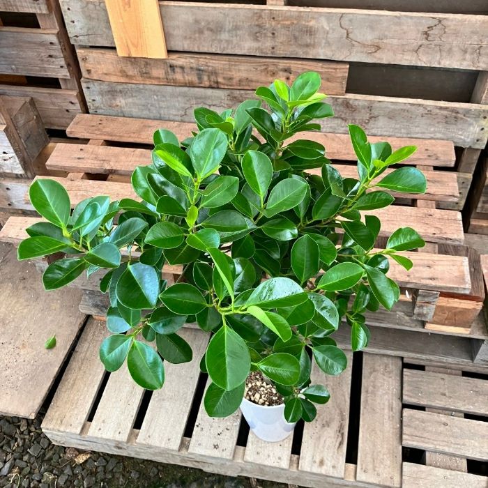 観葉植物現品販売