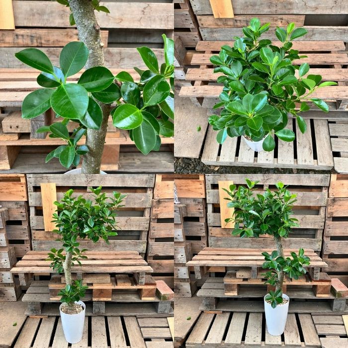 観葉植物現品販売