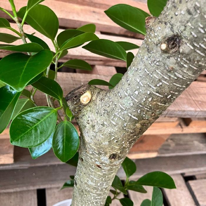 観葉植物現品販売