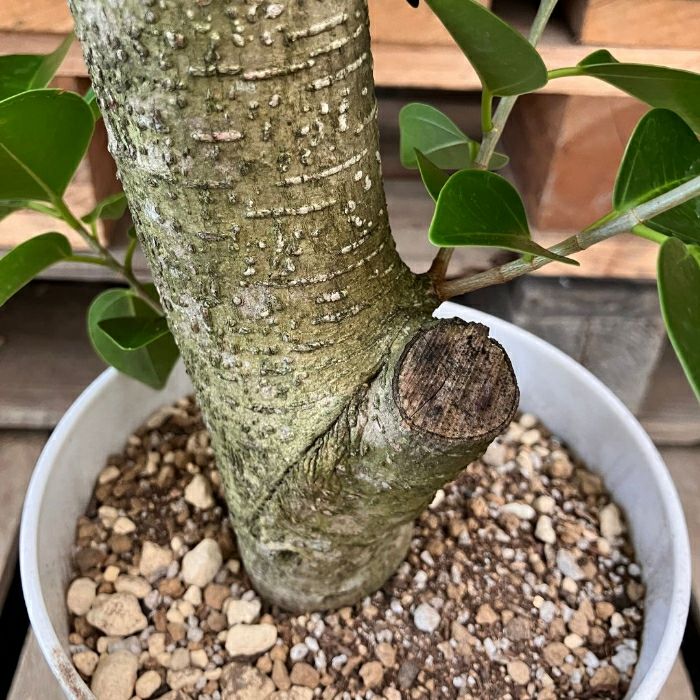 観葉植物現品販売