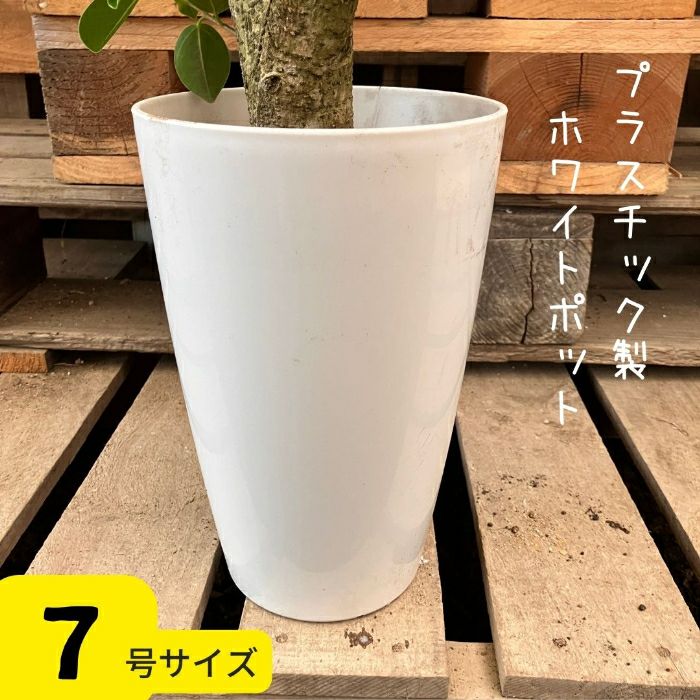 観葉植物現品販売