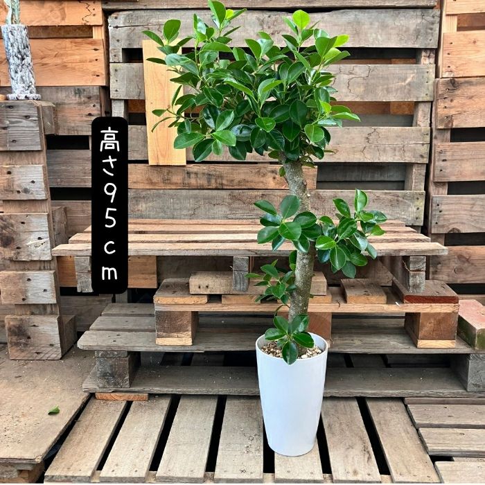 観葉植物現品販売