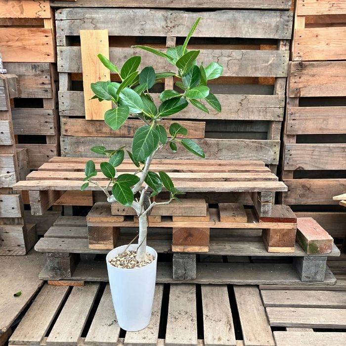 観葉植物現品販売