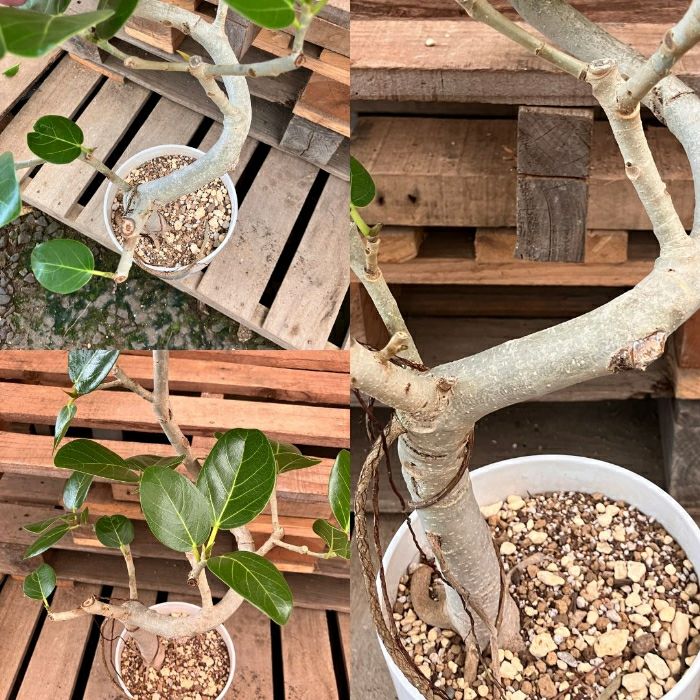 観葉植物現品販売