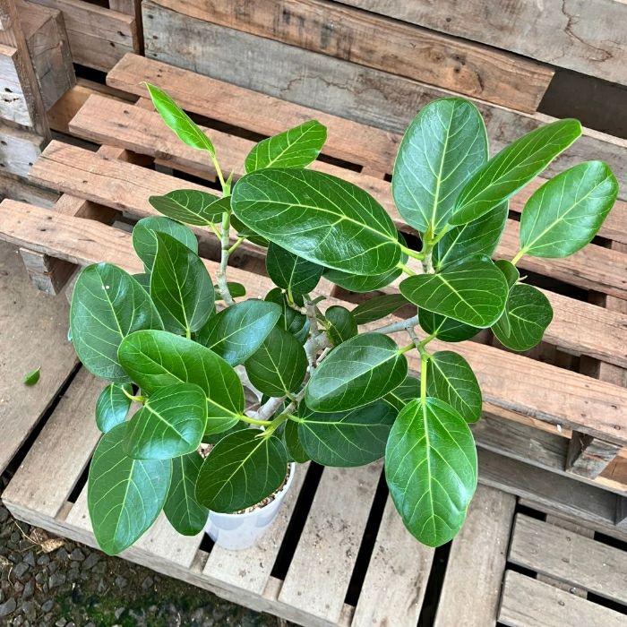 観葉植物現品販売