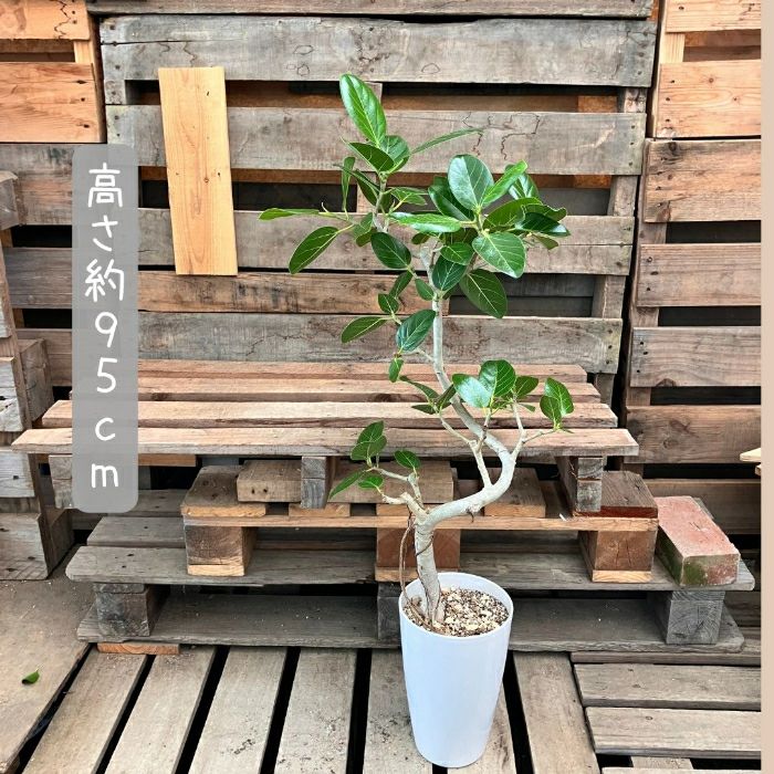 観葉植物現品販売