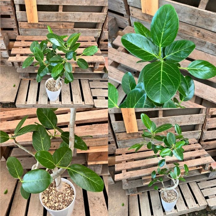 観葉植物現品販売