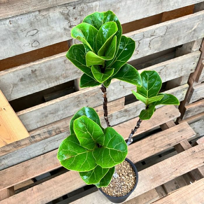 観葉植物現品販売