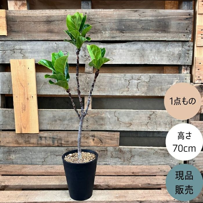 観葉植物現品販売