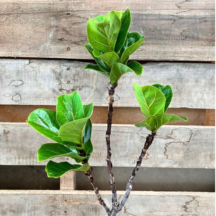 観葉植物現品販売