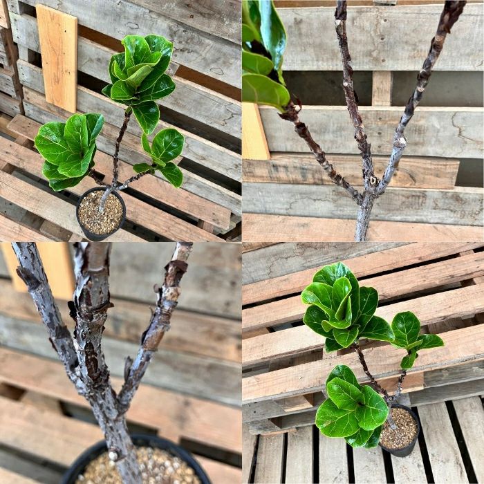 観葉植物現品販売