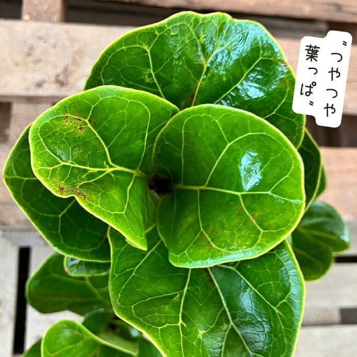 観葉植物現品販売