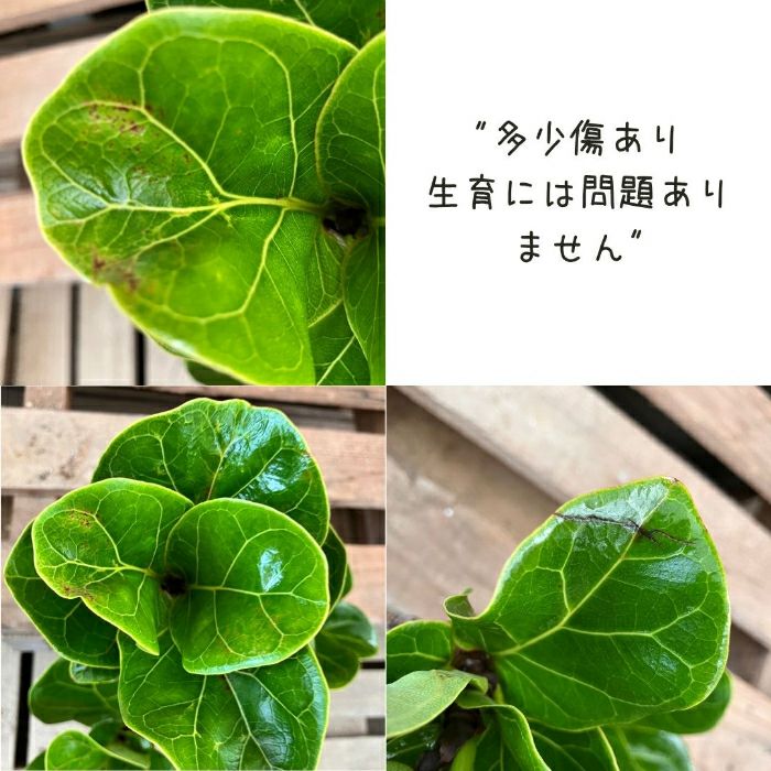 観葉植物現品販売