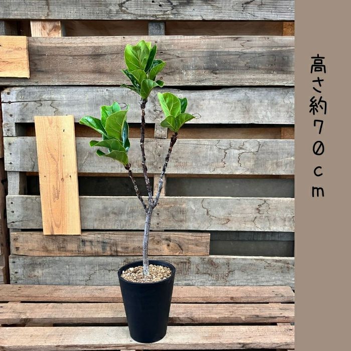 観葉植物現品販売
