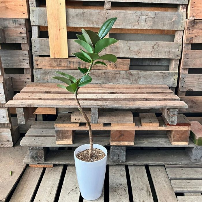 観葉植物現品販売