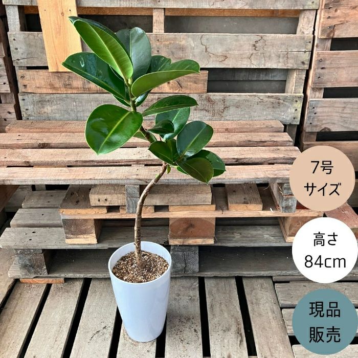 観葉植物現品販売