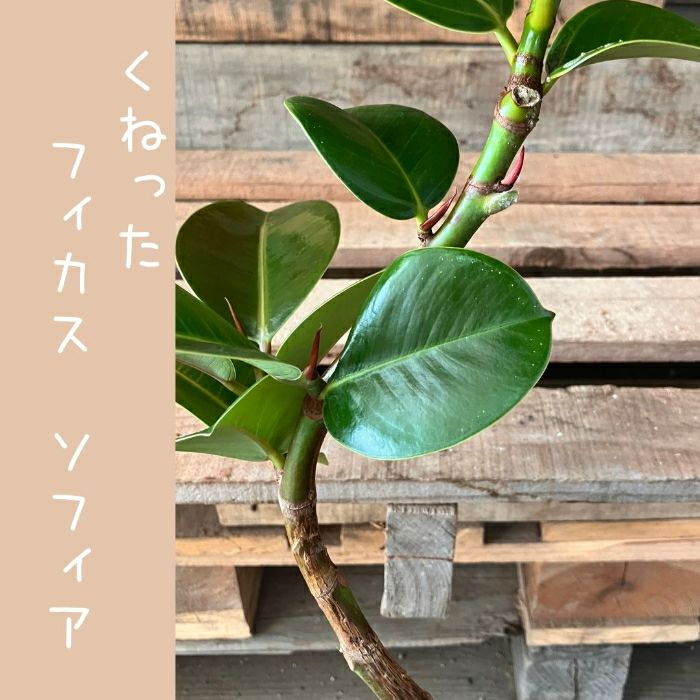 観葉植物現品販売