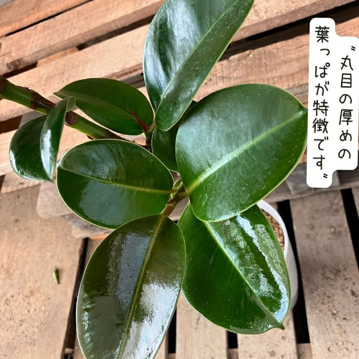 観葉植物現品販売