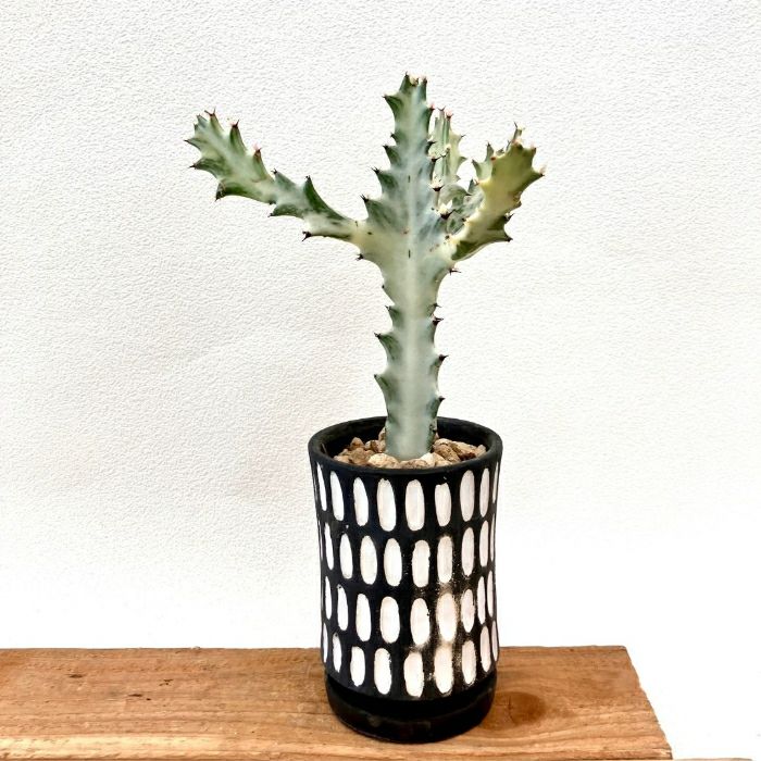 観葉植物 本物 であい 【現品】希少 ユーフォルビア グランディア 