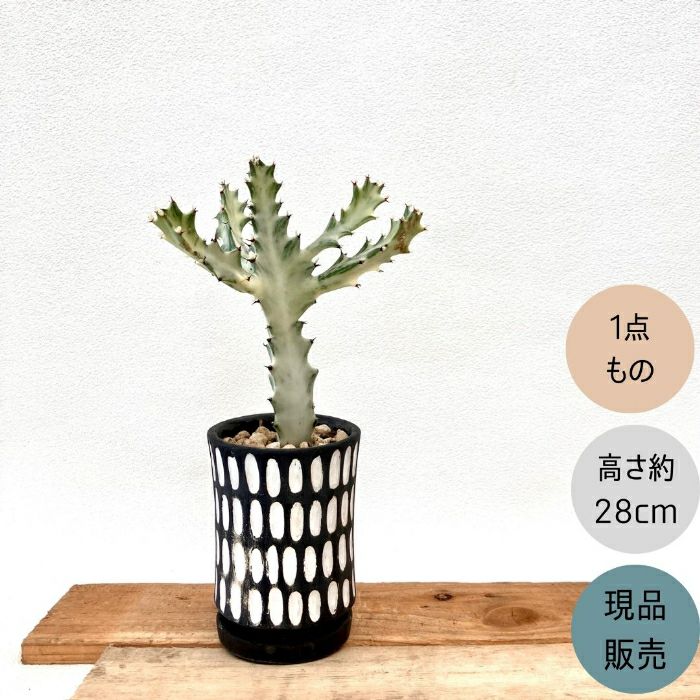 観葉植物現品販売