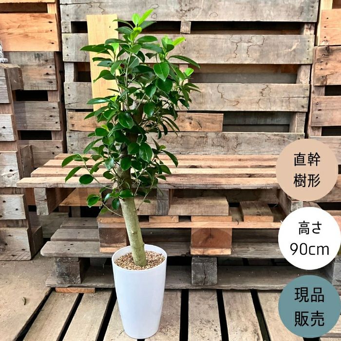 観葉植物現品販売