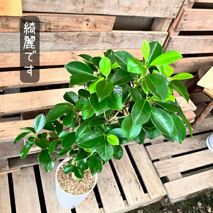 観葉植物現品販売