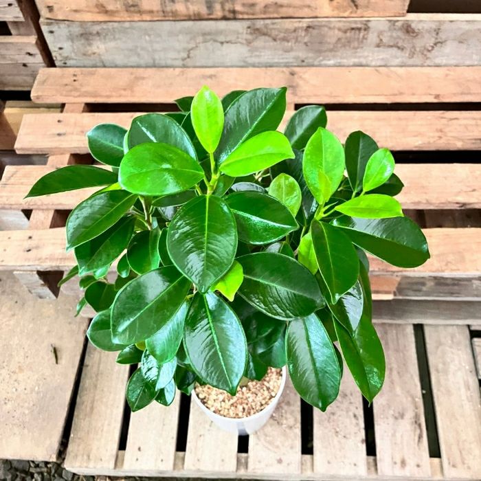 観葉植物現品販売